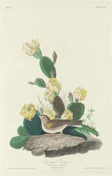 Bay-winged Bunting