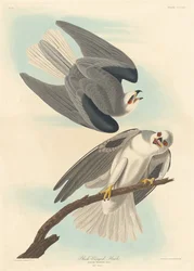 Black-winged Hawk