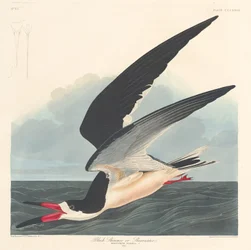 Black Skimmer