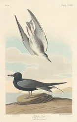 Black Tern