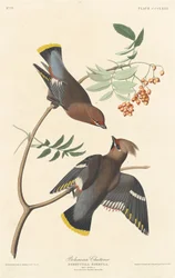 Bohemian Chatterer