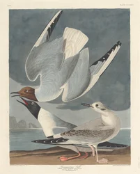 Bonapartian Gull