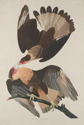 Brazilian Caracara Eagle