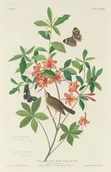 Brown-headed Worm-eating Warbler