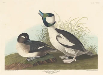 Buffel-headed Duck