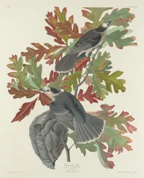 Canada Jay