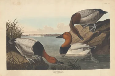 Canvas-backed Duck