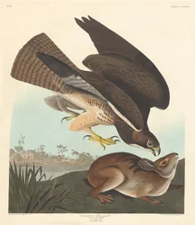 Common Buzzard