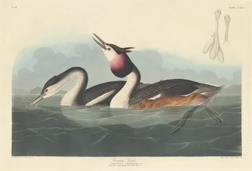 Crested Grebe
