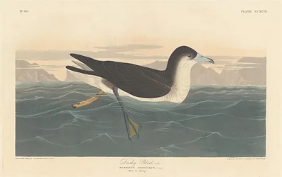 Dusky Petrel