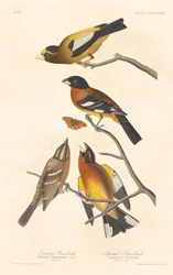 Evening Grosbeak and Spotted Grosbeak