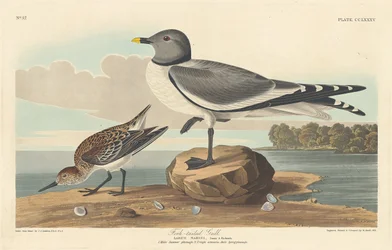 Fork-tailed Gull
