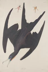 Frigate Pelican