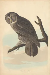 Great Cinereous Owl
