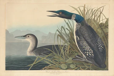 Great Northern Diver or Loon