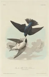 Green-blue or White-bellied Swallow