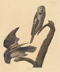 Hawk Owl