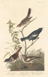 Lark Finch, Prairie Finch and Brown Song Sparrow