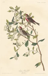 Lesser Redpoll