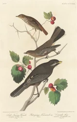 Little Tawny Thrush