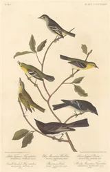 Little Tyrant Flycatcher, Small-Headed Flycatcher, Blue Mountain Warbler, Bartram