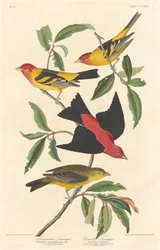 Louisiana Tanager and Scarlet Tanager