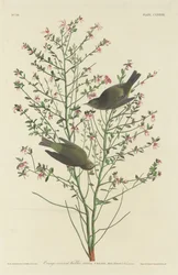 Orange-crowned Warbler