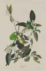 Palm Warbler