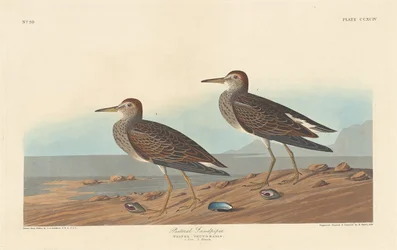 Pectoral Sandpiper