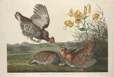 Pinnated Grouse