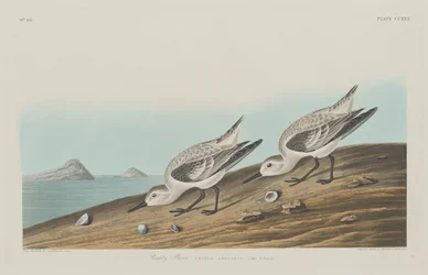 Ruddy Plover