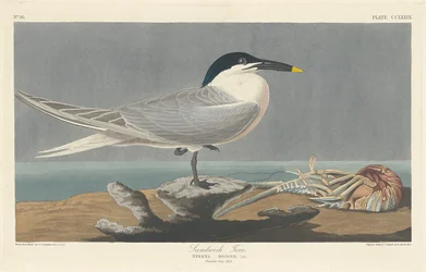 Sandwich Tern