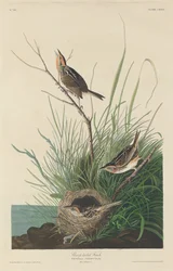 Sharp-tailed Finch