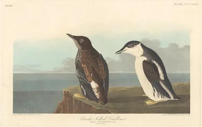 Slender-billed Guillemot
