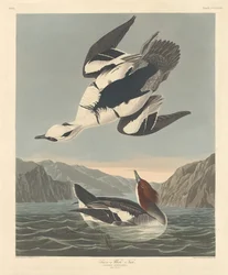Smew or White Nun
