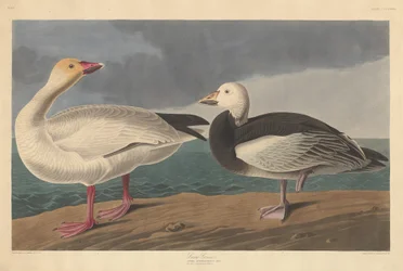 Snow Goose