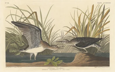 Solitary Sandpiper