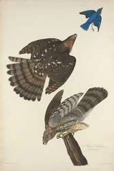 Stanley Hawk