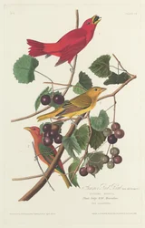 Summer Red Bird