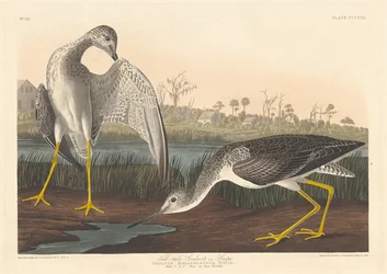 Tell-tale Godwit