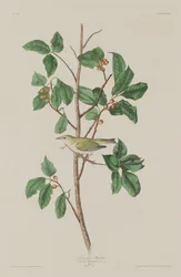 Tennessee Warbler