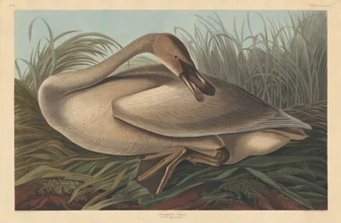 Trumpeter Swan