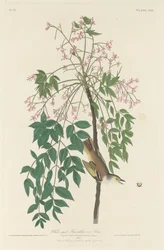 White-eyed Fly Catcher