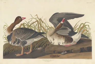 White-fronted Goose