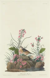 Yellow-winged Sparrow