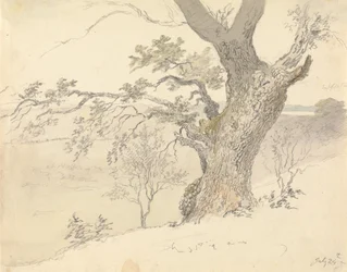An Oak in Englefield Park