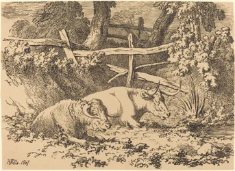 Cattle Resting