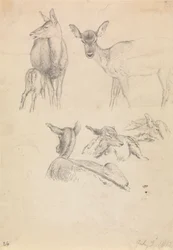 Deer and their Young