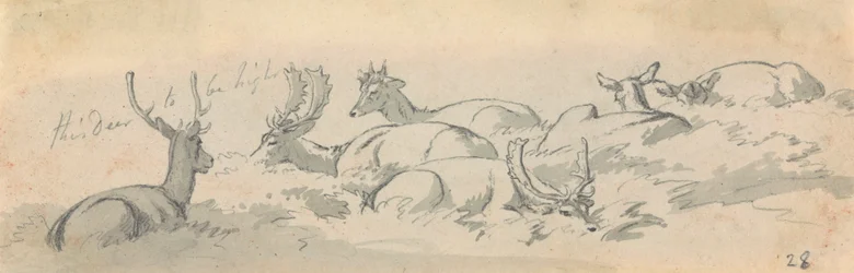 Stags and Deer at Rest