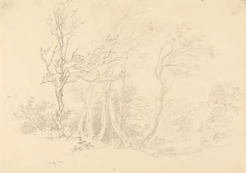 Study of a Holly Tree
